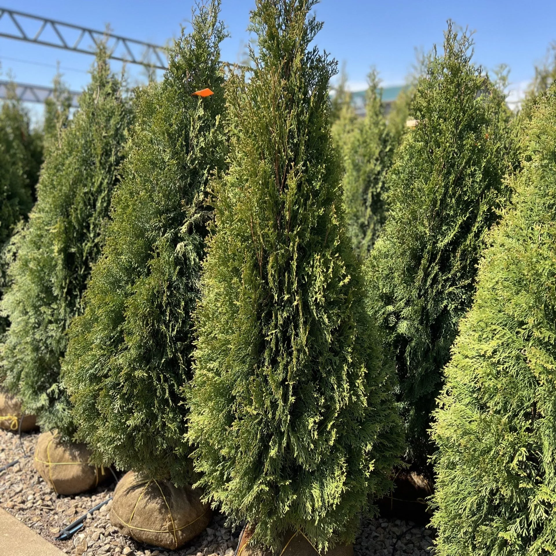 Arborvitae, Emerald Green, B&B 4-5 Ft.