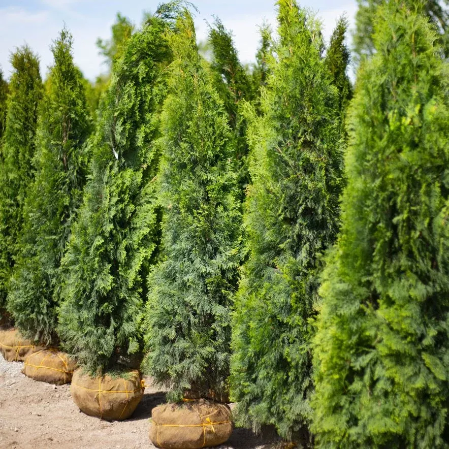 Arborvitae, Emerald Green, B&B 6-7 Ft.