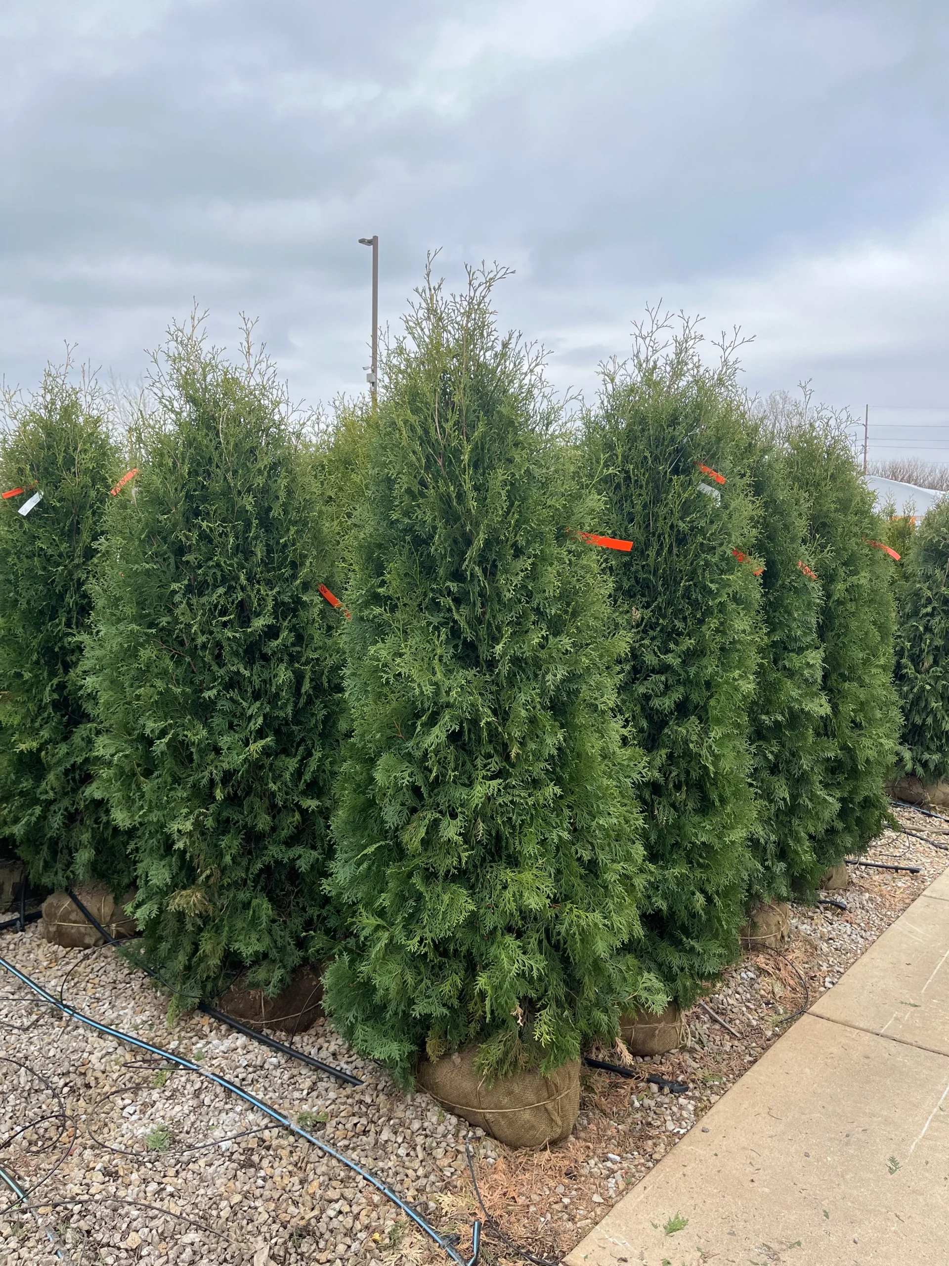 Arborvitae (Thuja), 'Brandon' - 5-6 Foot Ball & Burlap Tree