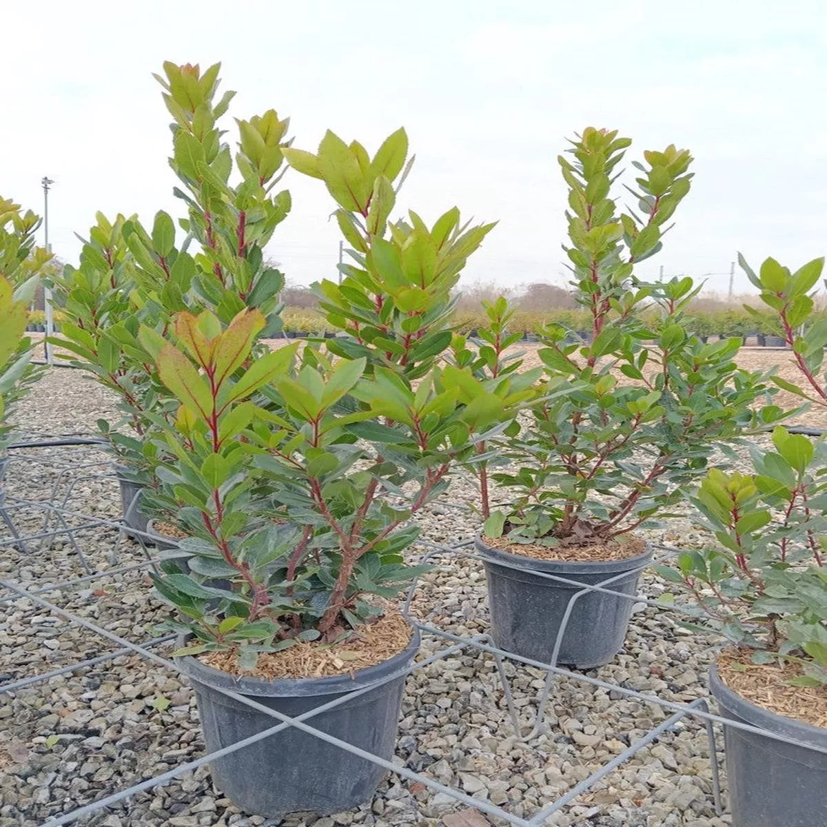 ARBUTUS UNEDO CLT 12 H 80 – 120 CM