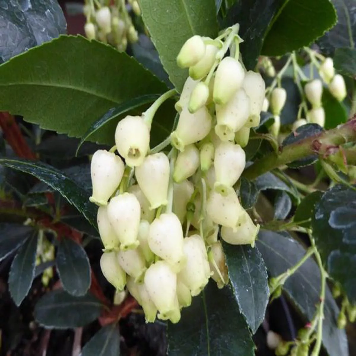 Arbutus unedo CompactumStrawberry Tree