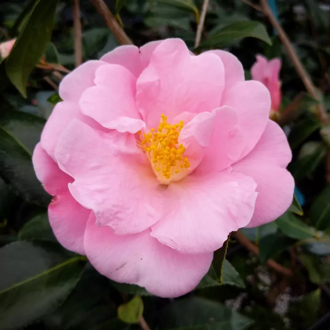 Arctic Dawn Camellia