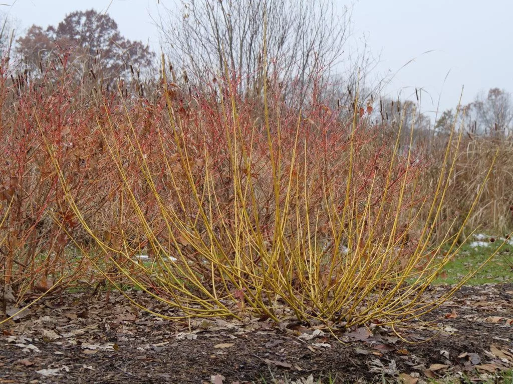 Arctic Fire Yellow Red-Osier Dogwood