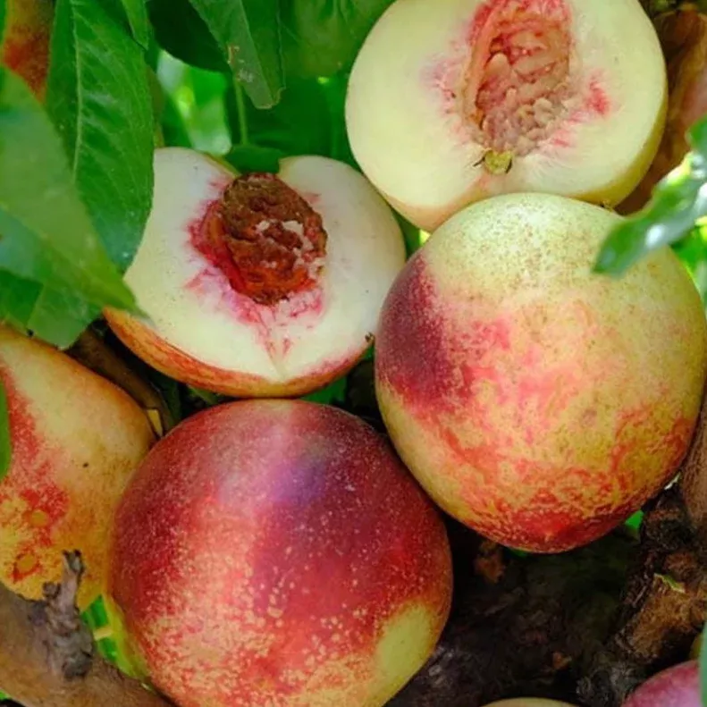 Arctic Jay White Nectarine
