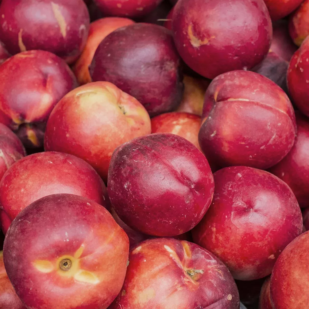 Arctic Star White Nectarine