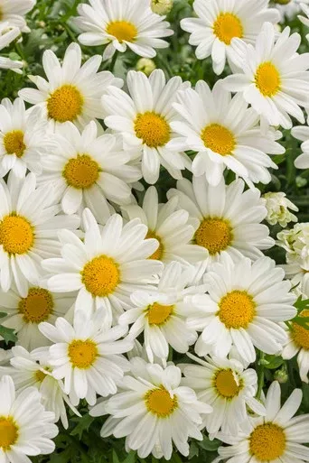 Argyranthemum frutescens 'Pure White Butterfly'