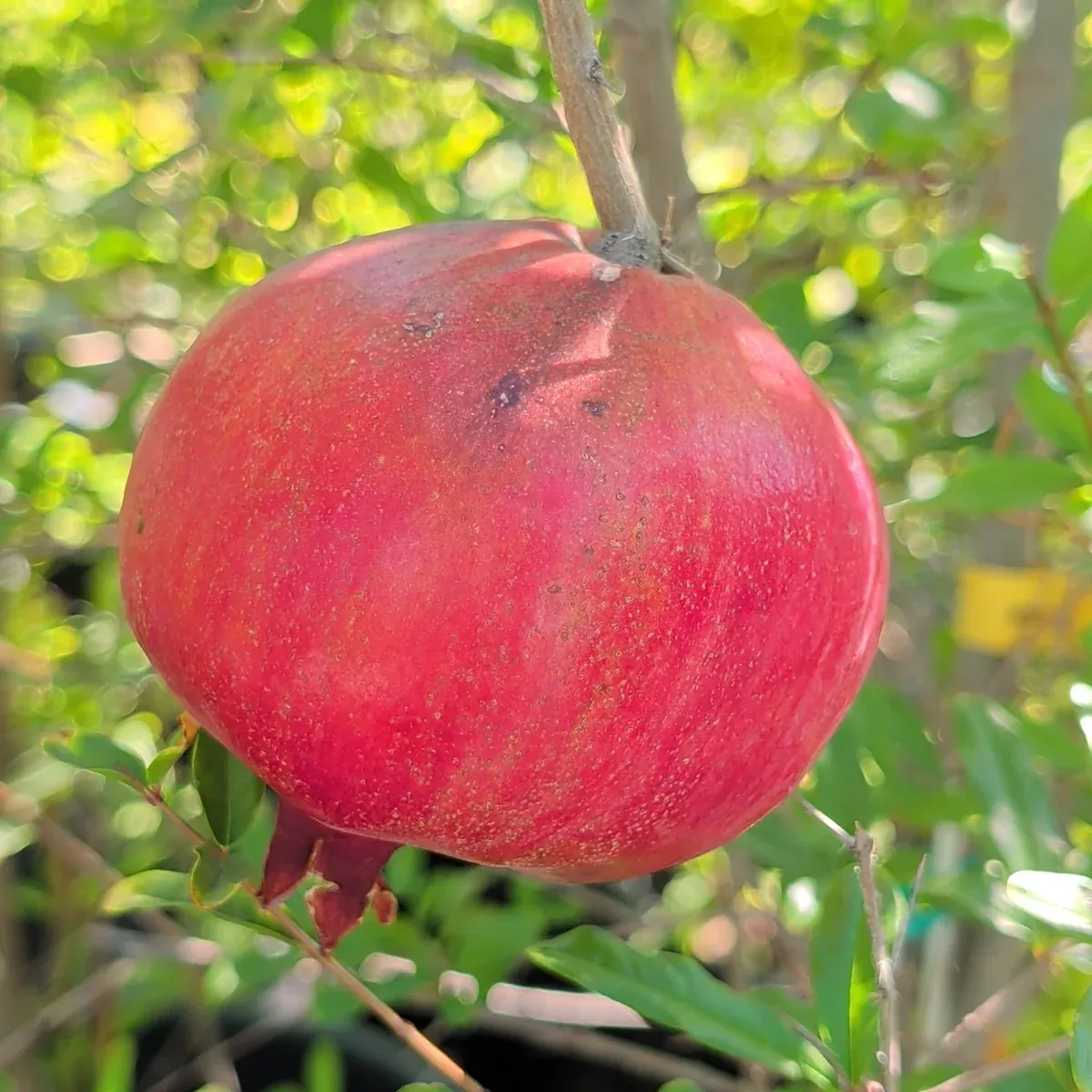 Ariana Pomegranate