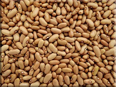 Arikara Yellow Bean