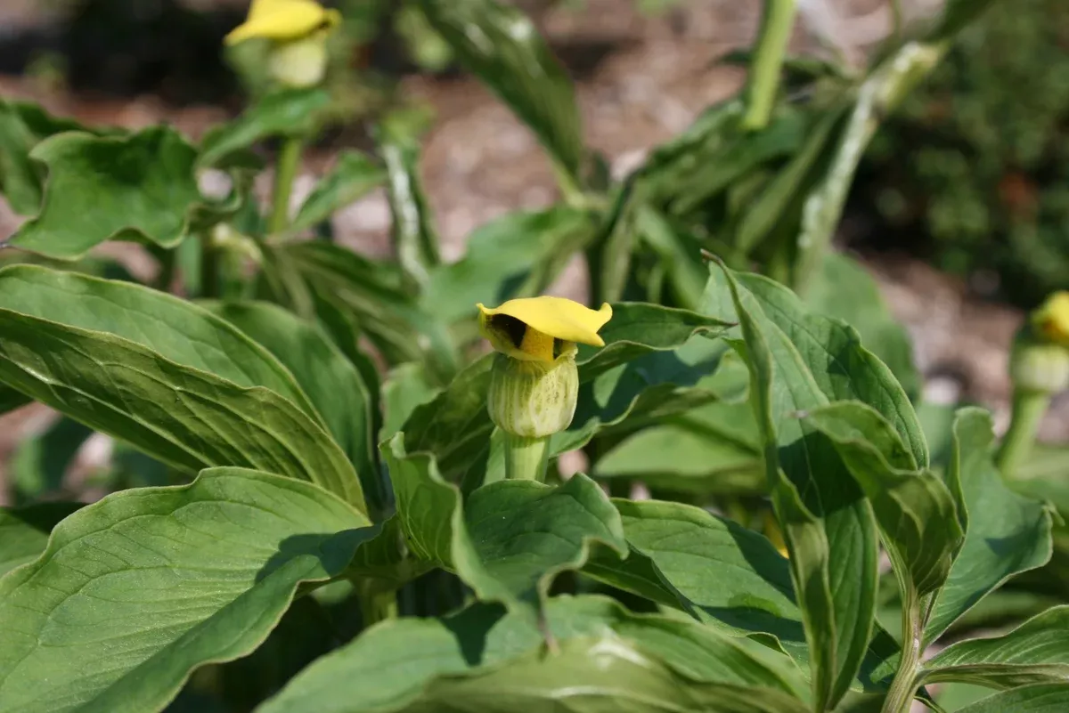 Arisaema flavum Seeds - Yellow Cobra Lily