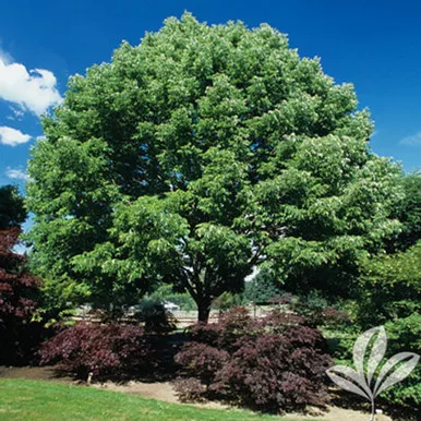 Arizona Ash