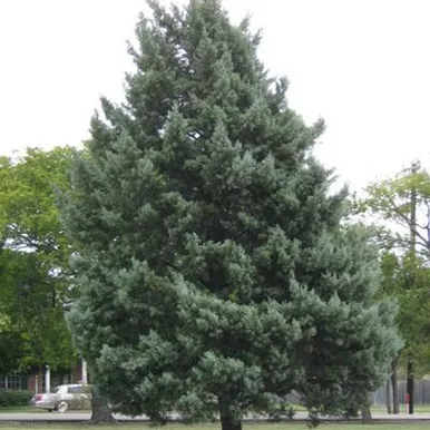 Arizona Cypress Blue Steel™ 2 Gallon