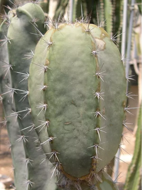 Armatocereus laetus Seeds