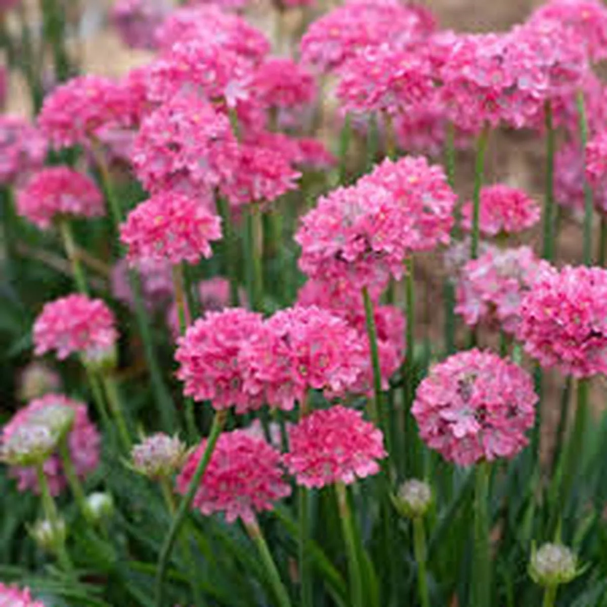 Armeria Dreameria 'Dreamland'
