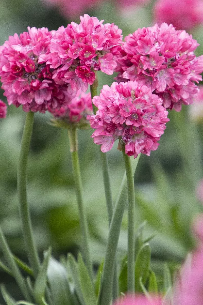 Armeria Maritima 'Splendens' Sea Thrift