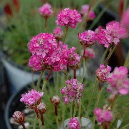 Armeria Thrift Splendens - 6" Perennial - 6" Potted Perennial