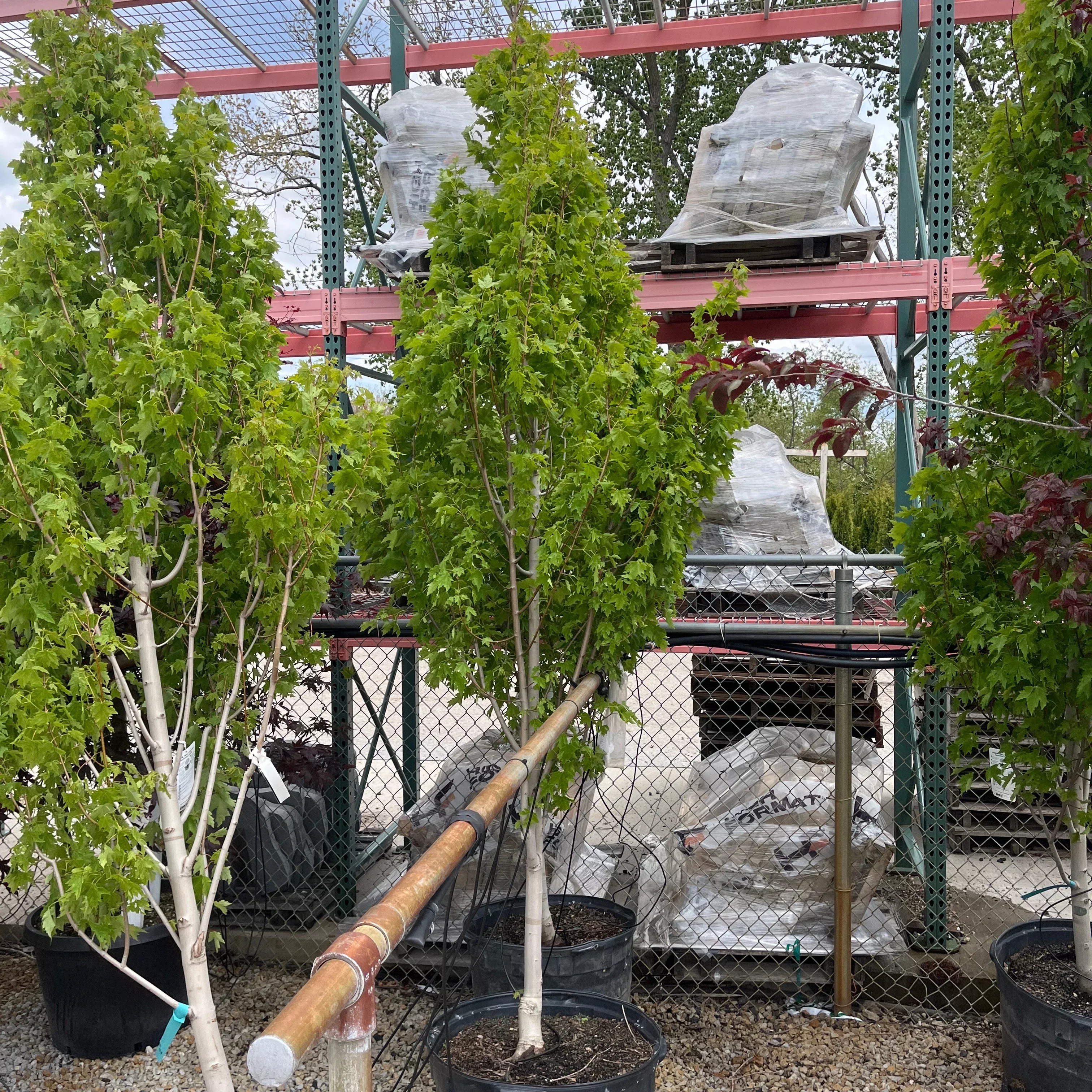 Armstrong Gold Red Maple - Acer rubrum - 25 Gallon Potted Ornamental Tree