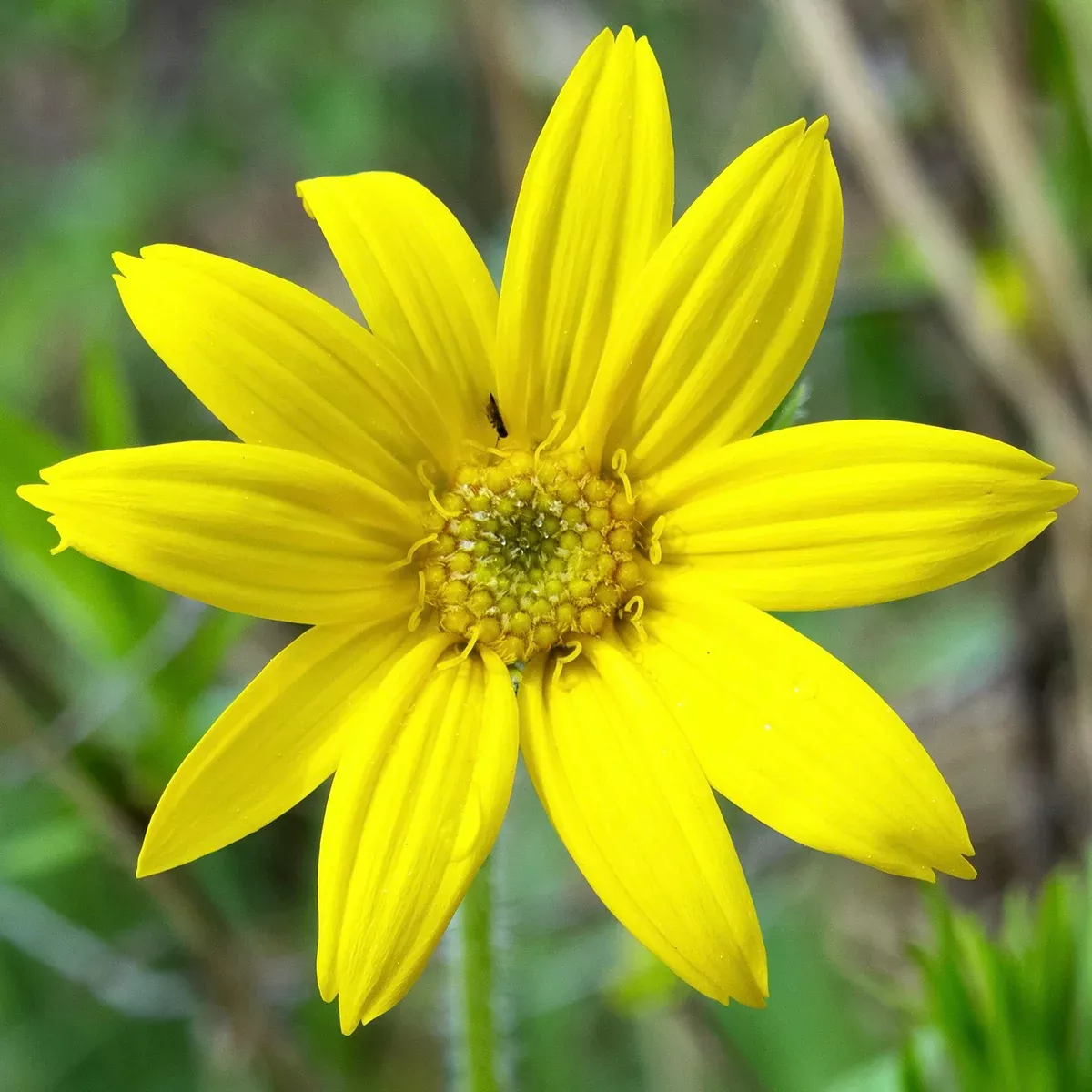 Arnica, Heartleaf (Arnica cordifolia)