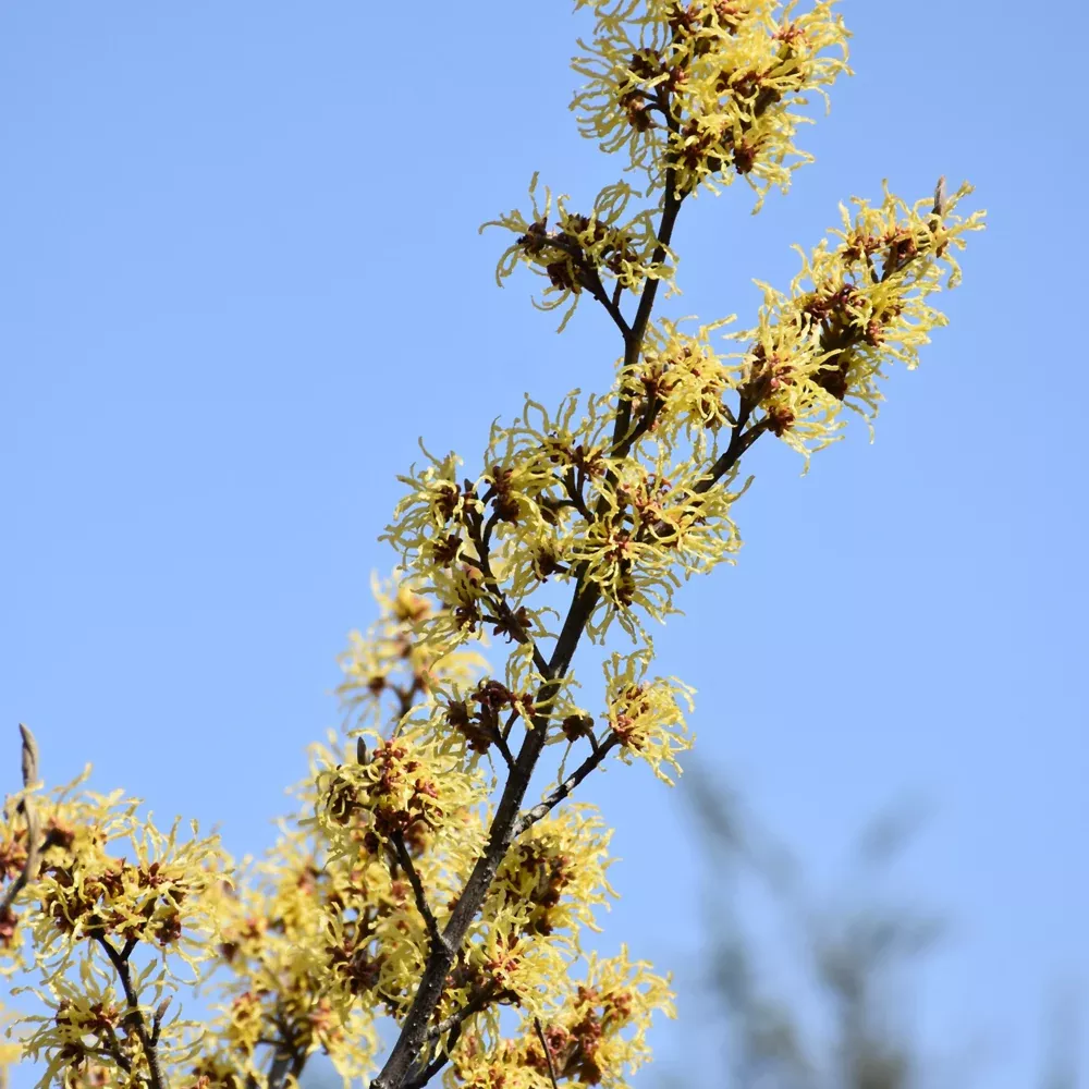 Arnold Promise Witchhazel