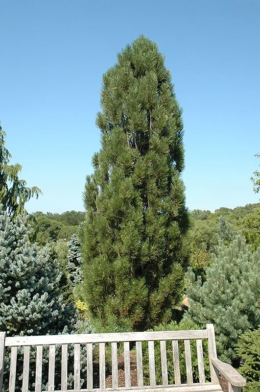Arnold Sentinel Austrian Pine - Pinus nigra 'Arnold Sentinel' - 4'-5' Foot Ball & Burlap Tree