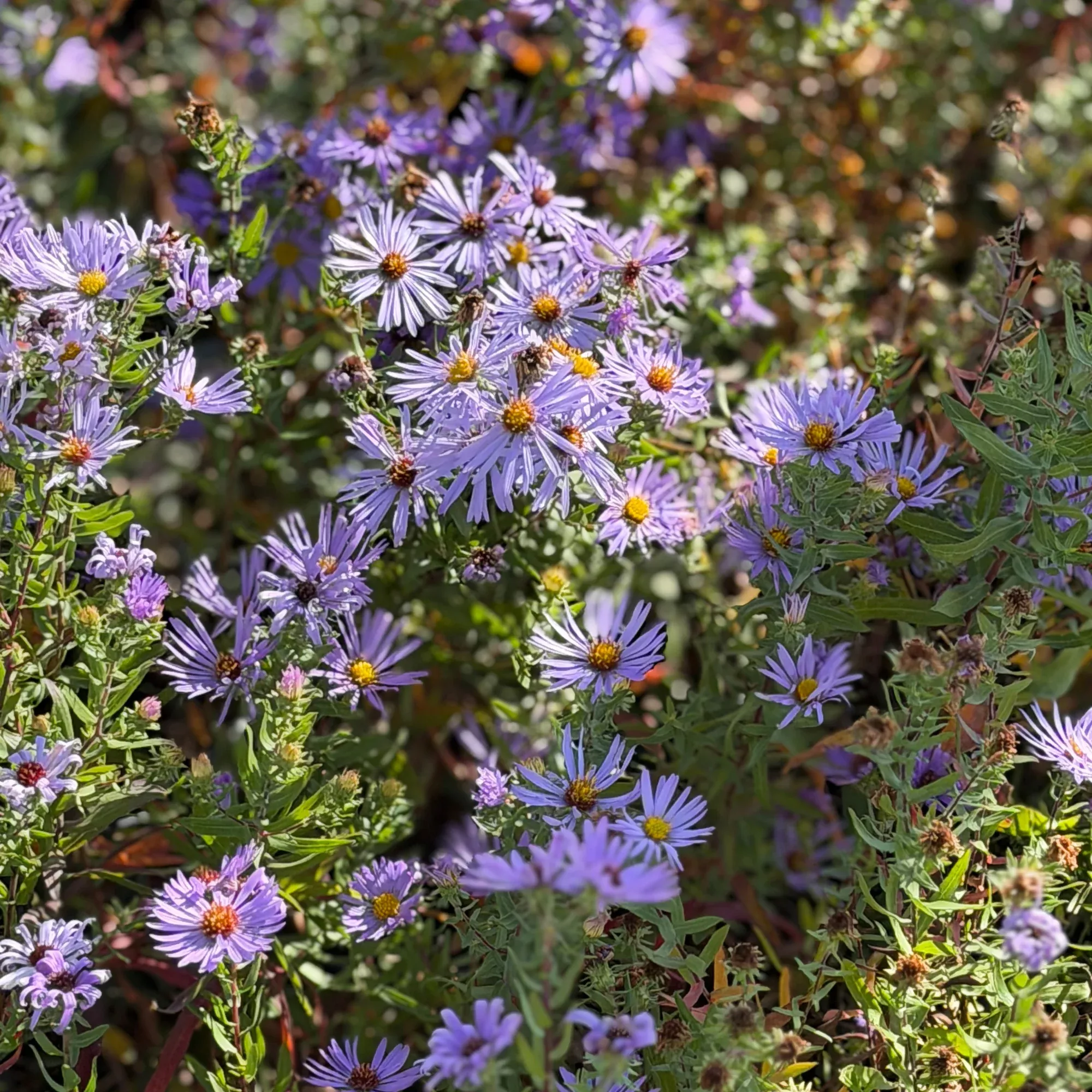 Aromatic Aster