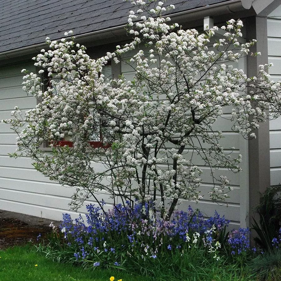 Aronia arbutifolia 'Brilliantissima'- Brilliant Red Chokeberry