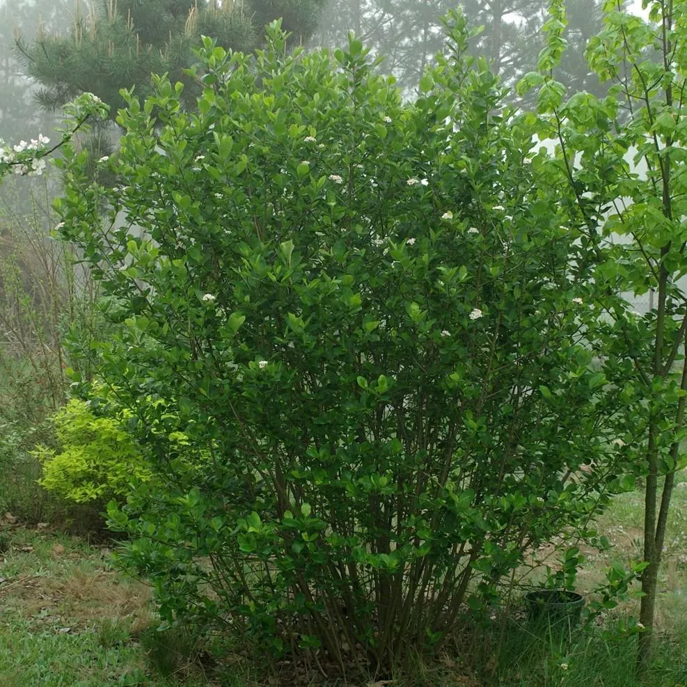 Aronia melanocarpa- Black Chokeberry