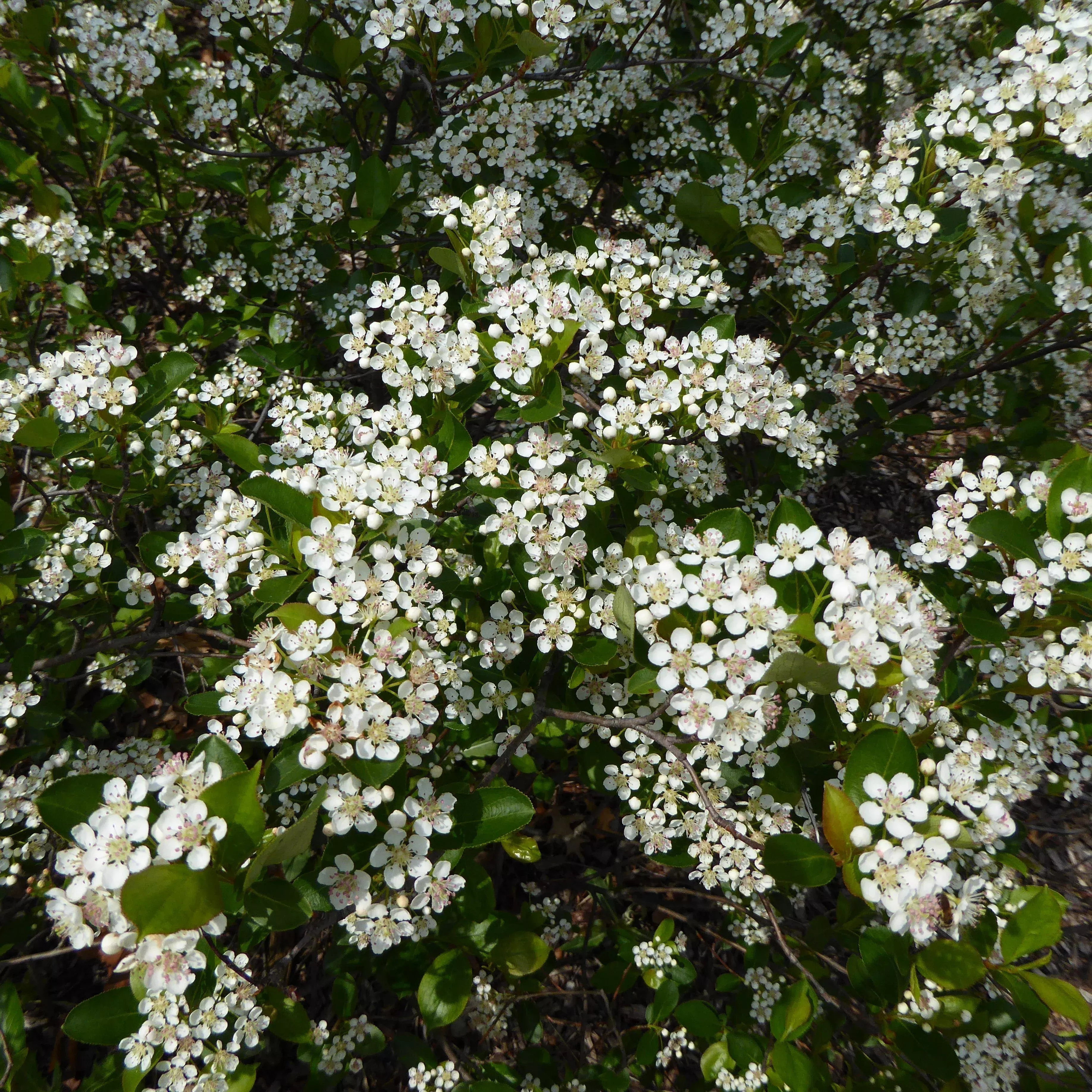 Aronia melanocarpa 'Morton'- Iroquois Beauty™ Chokeberry