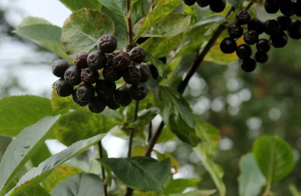 Aronia melanocarpa Seeds - Black Chokeberry