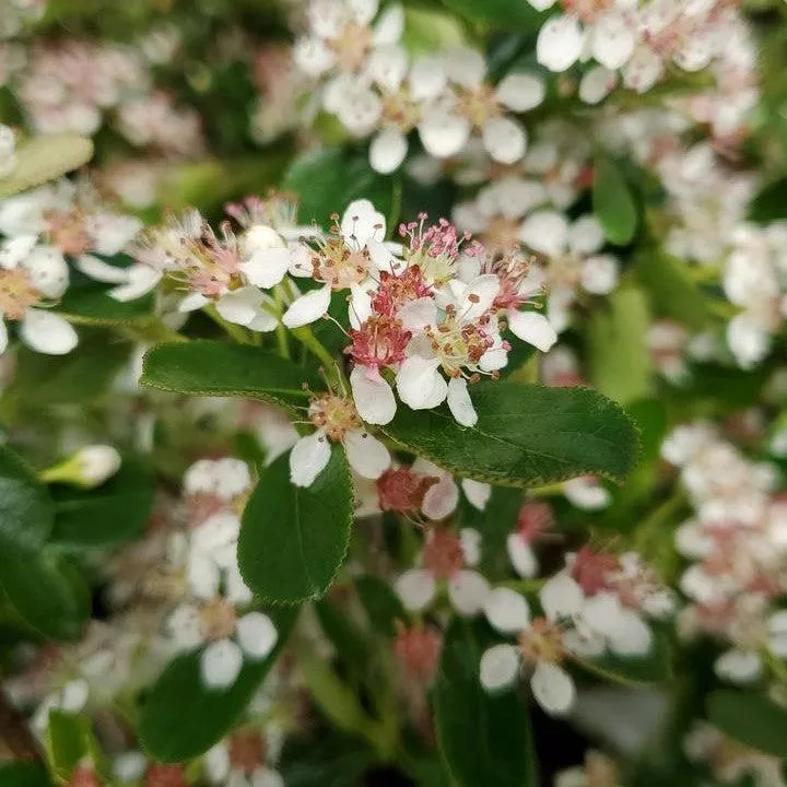 Aronia melanocarpa 'UCONNAM012'- PW Ground Hug Aronia