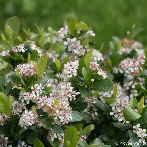 Aronia melanocarpa 'UCONNAM165'- PW Low Scape Mound Aronia