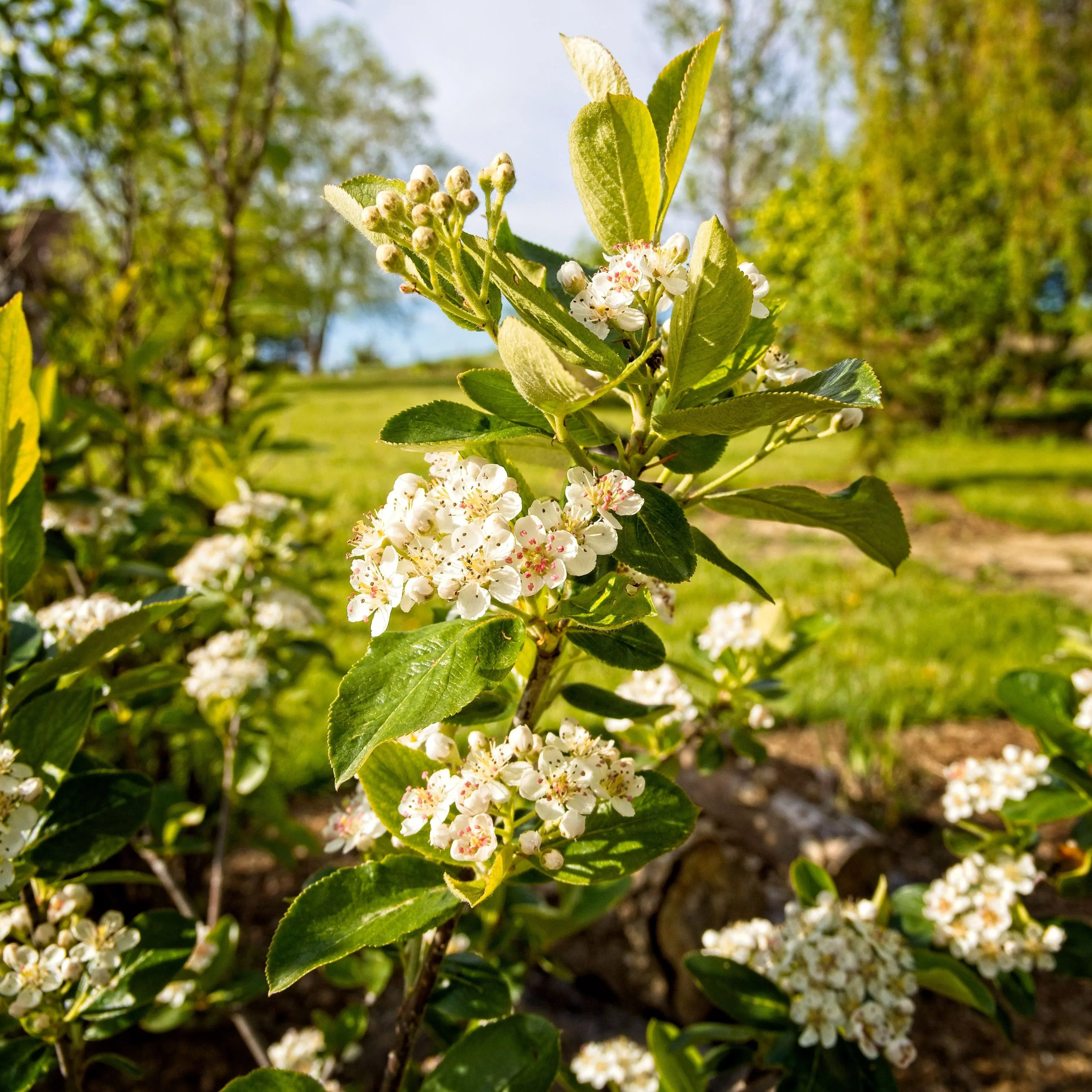 Aronia melanocarpa 'Viking'- Viking Black Chokeberry