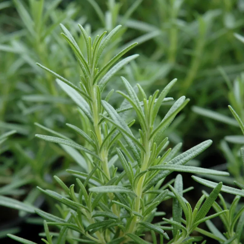 Arp Rosemary
