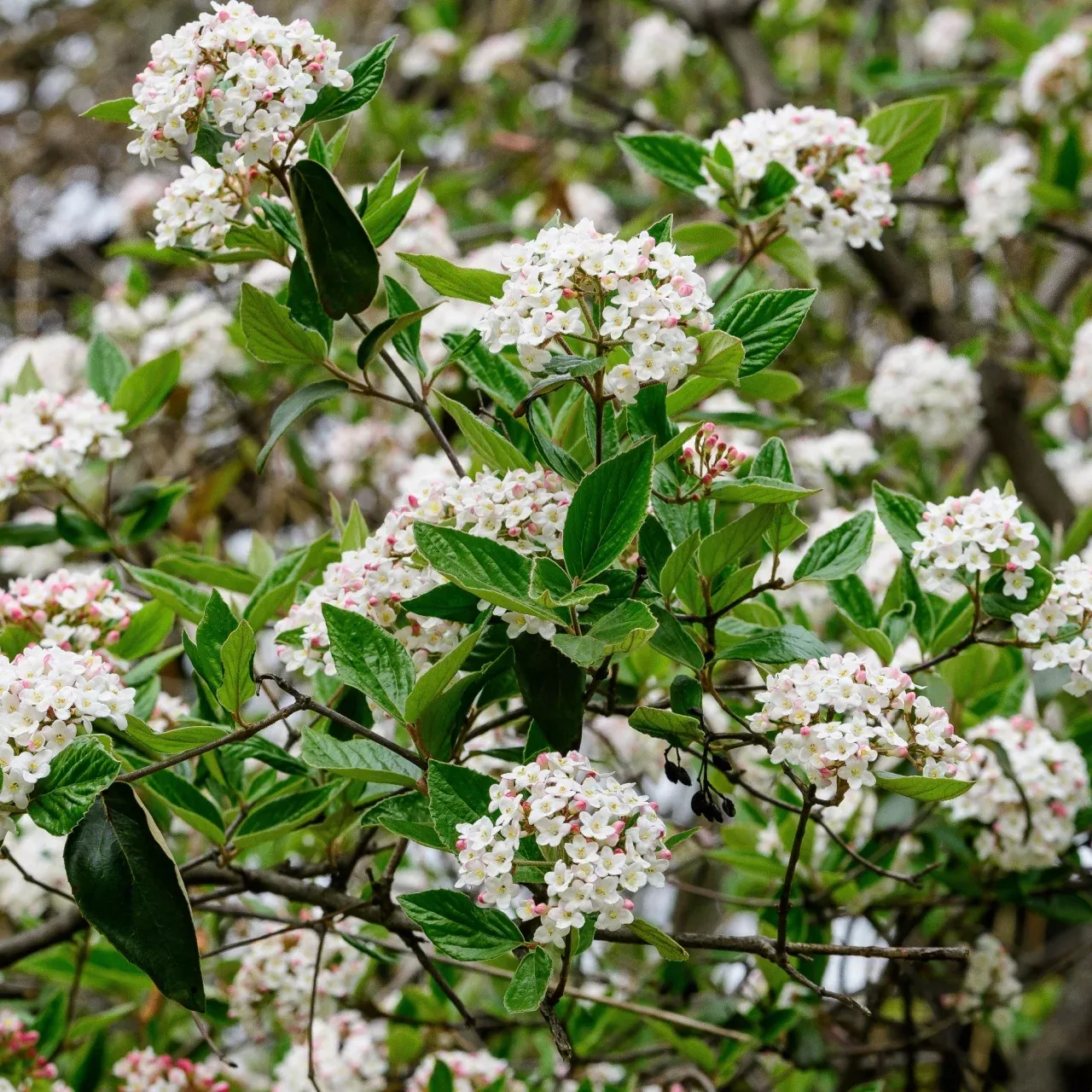 Arrowwood Viburnum Shrub