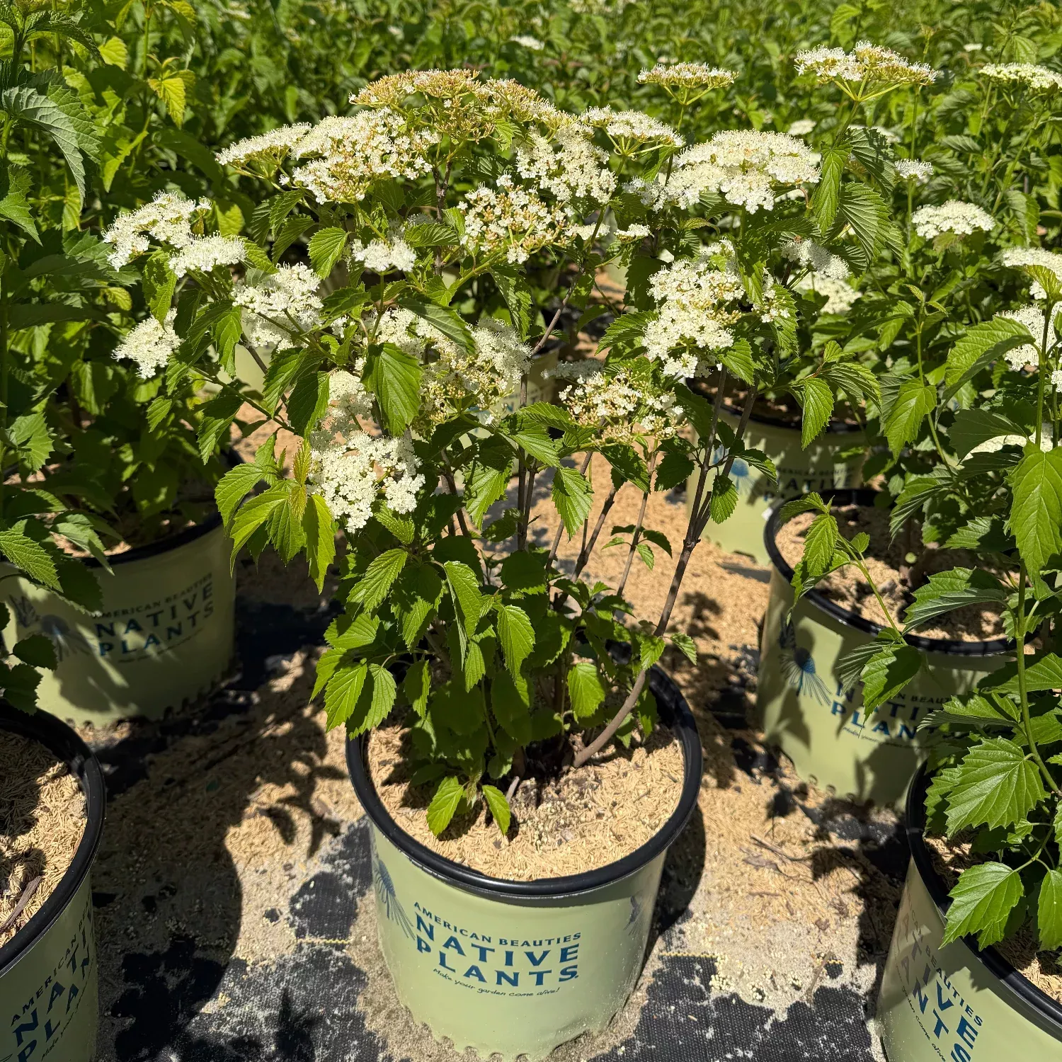 Arrowwood Viburnum