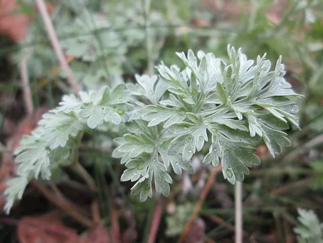 Artemisia absinthium 500 Seeds- Wormwood