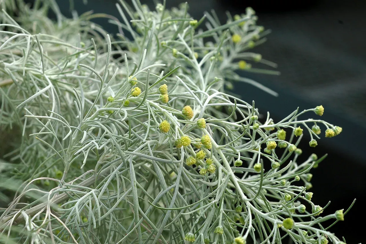 Artemisia 'Makana Silver'