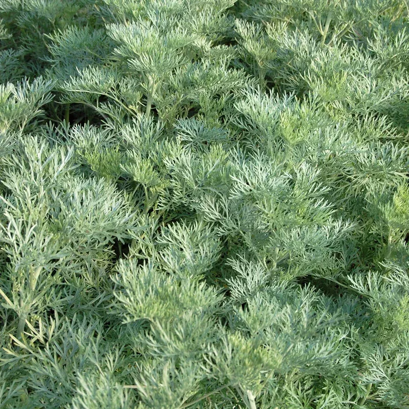 Artemisia Powis Castle