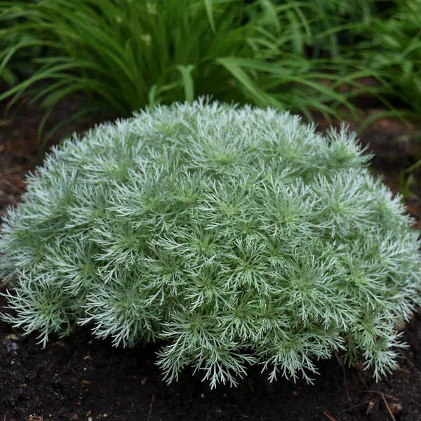 Artemisia schmidtiana 'Nana or Silver Mound'