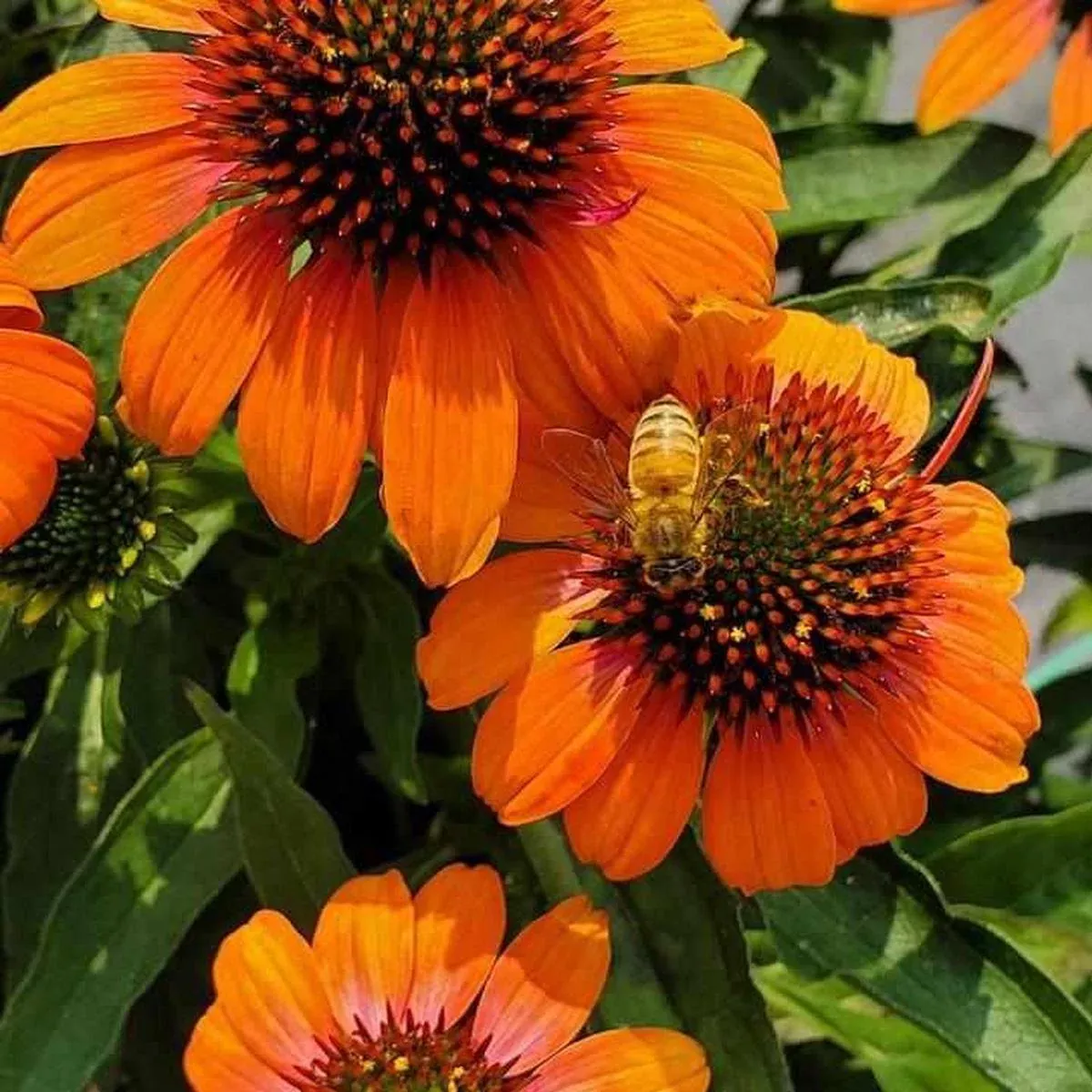 Artisan Soft Orange Coneflower