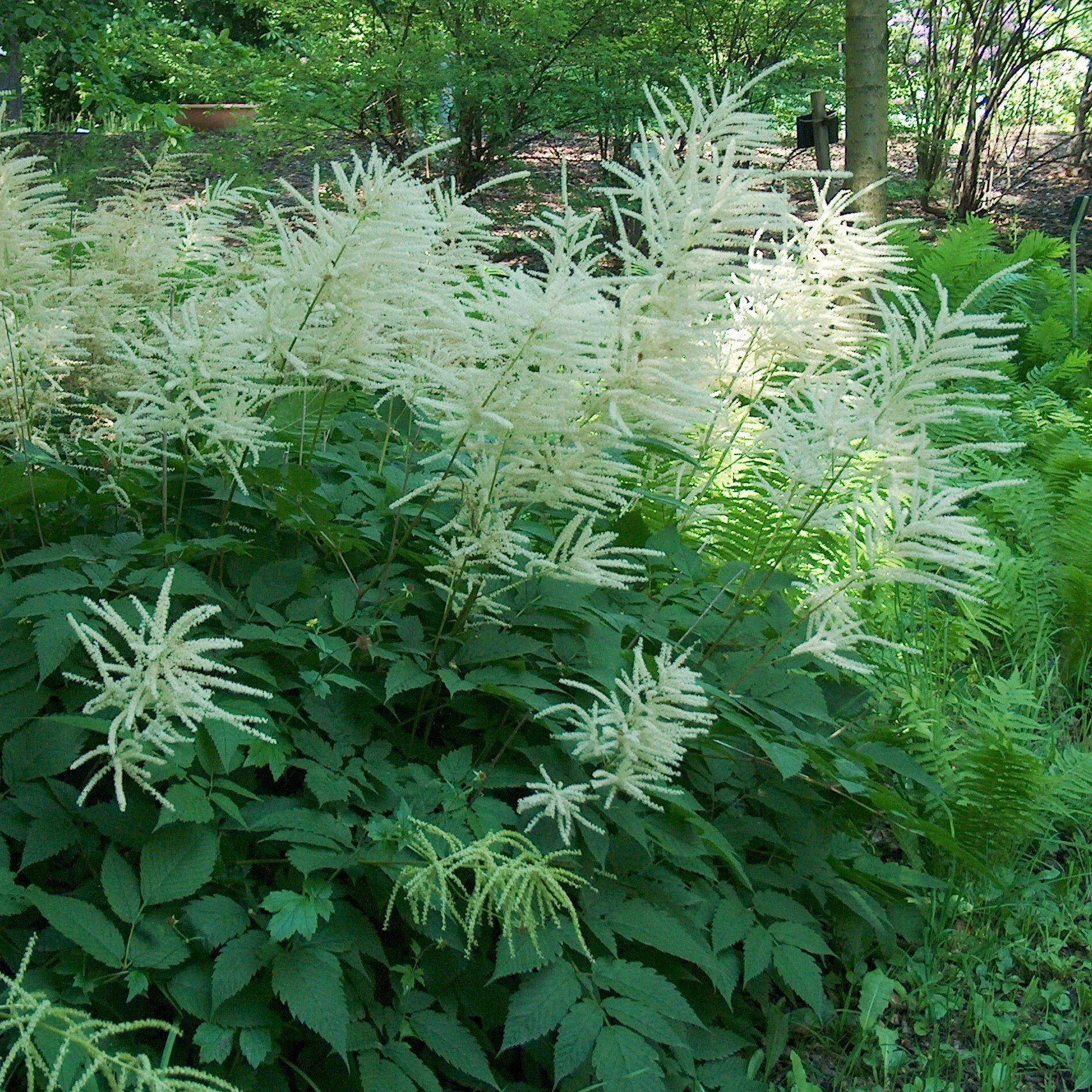 Aruncus dioicus- Goat's Beard
