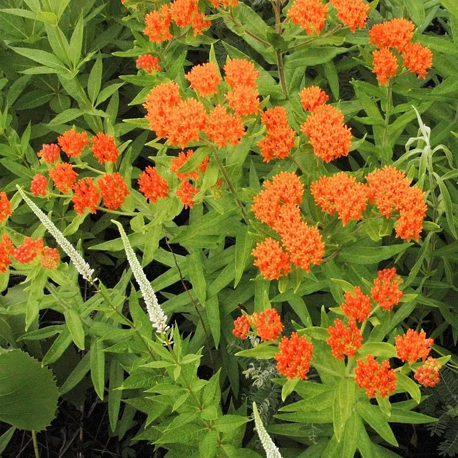 Asclepias tuberosa- Butterfly Weed