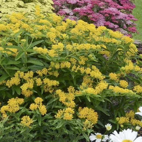 Asclepias tuberosa 'Hello Yellow'- Hello Yellow Butterfly Weed