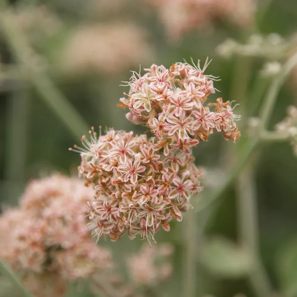Ashyleaf Buckwheat