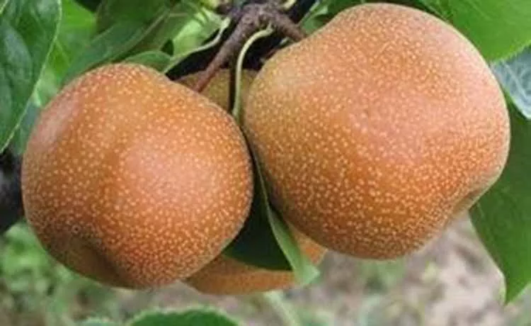Asian Pear