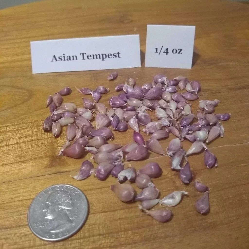 Asian Tempest