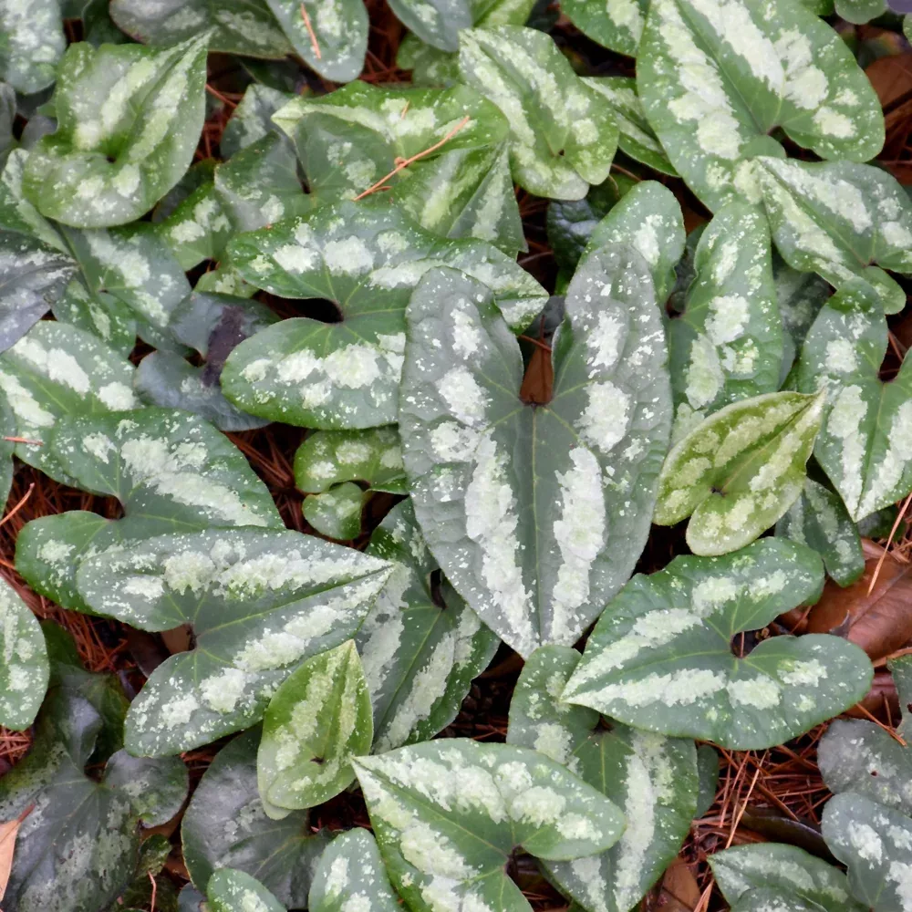Asian Wild Ginger