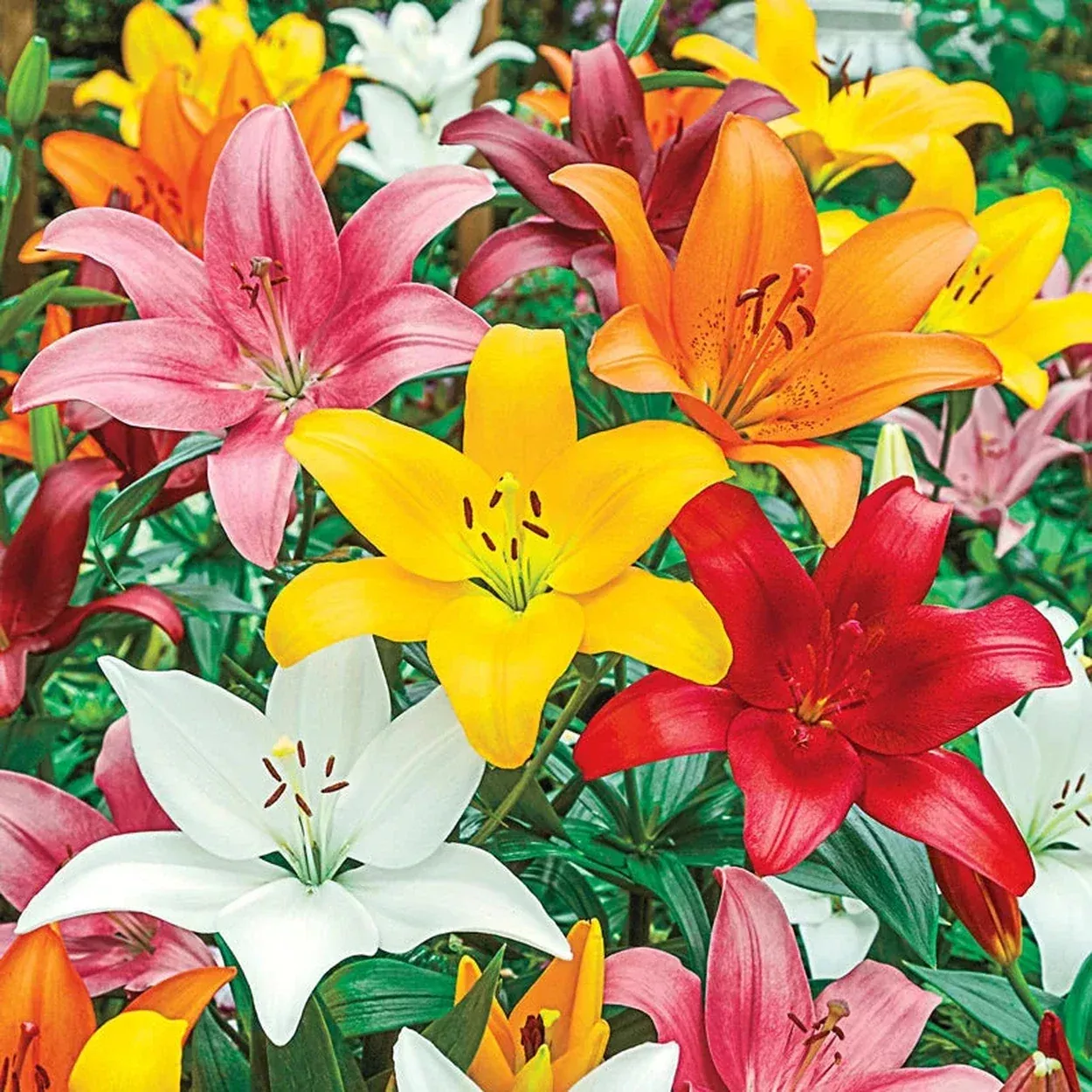 Asiatic Lily Mixture Super Sak