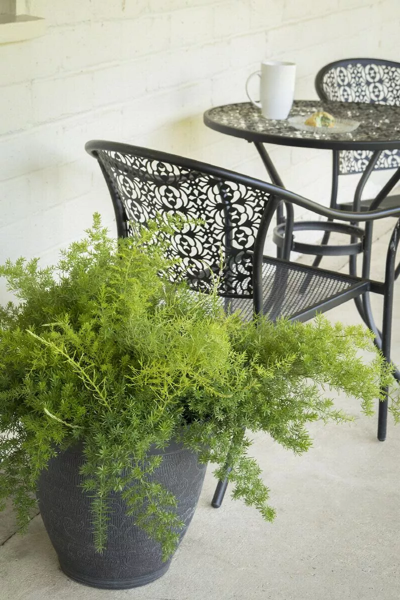 Asparagus Fern