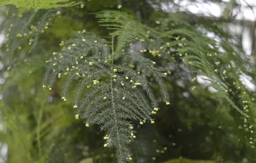Asparagus setaceus