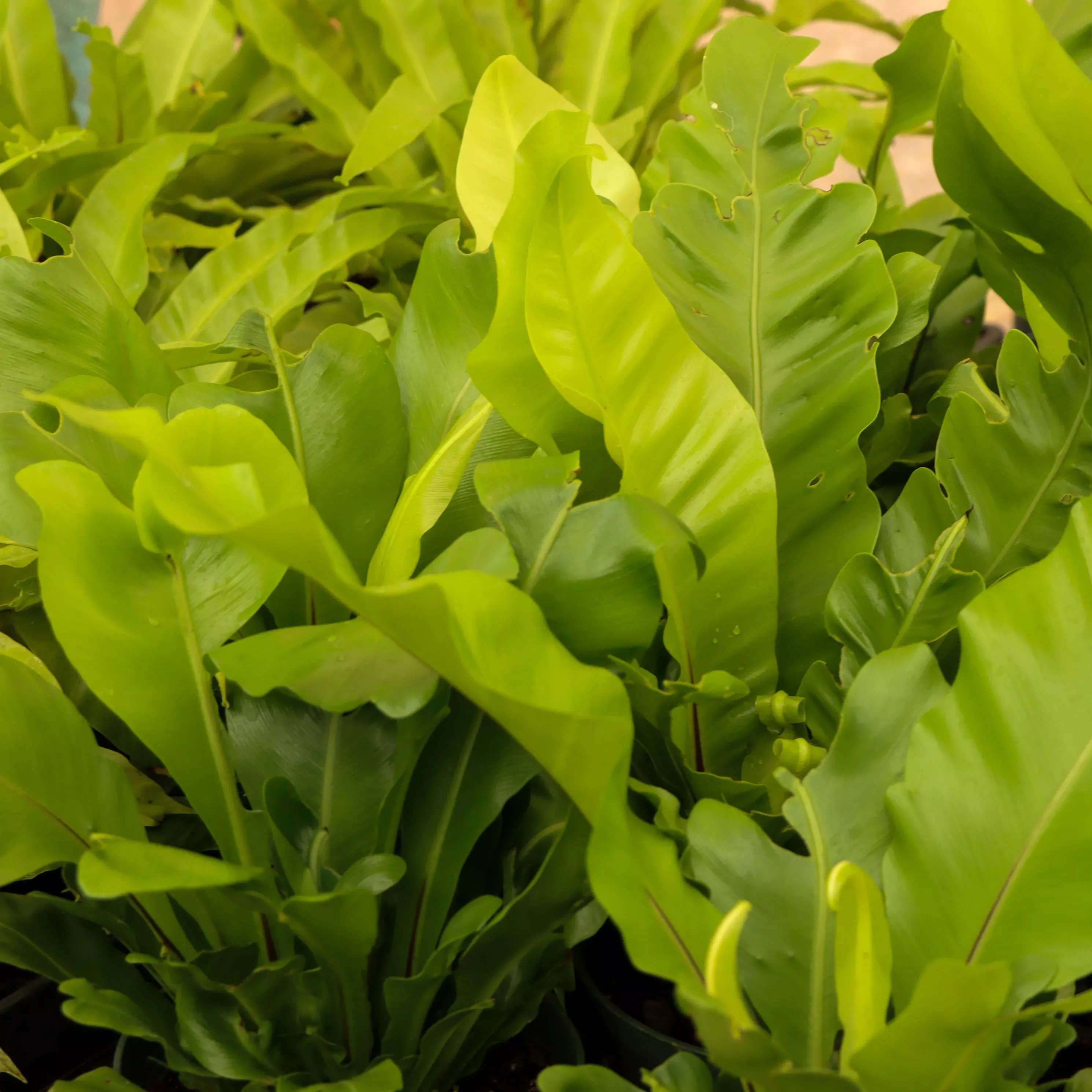 Asplenium nidus 'Campio' (Champion's Bird's Nest Fern)